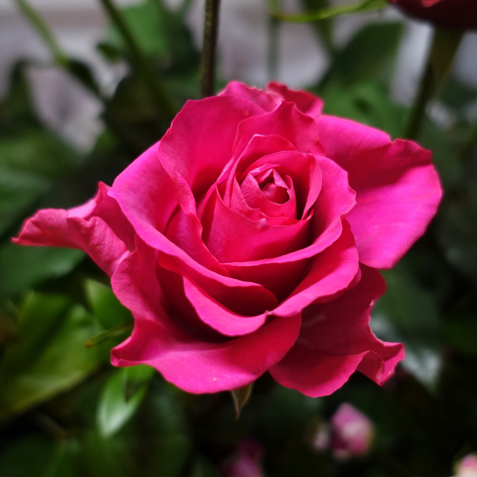 商品紹介 ピンクのバラ Of フラワーサロンrosy